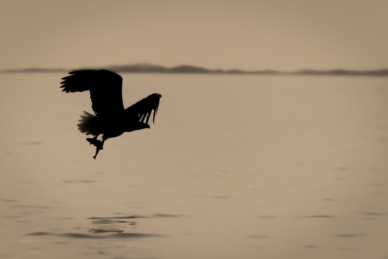 White-tailed eagle © Terhi Paavola