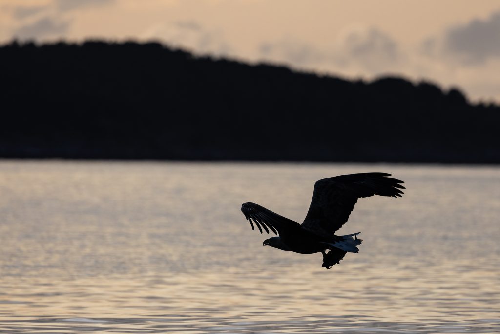 White-tailed eagle © Terhi Paavola