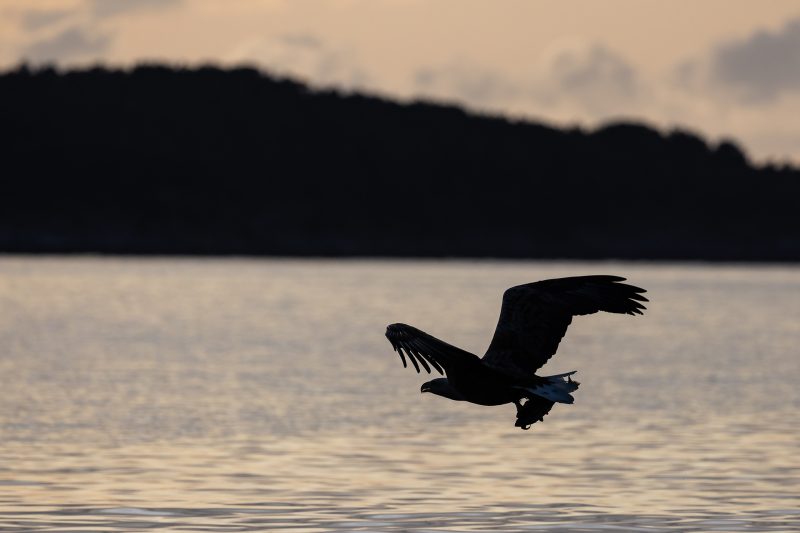 White-tailed eagle © Terhi Paavola