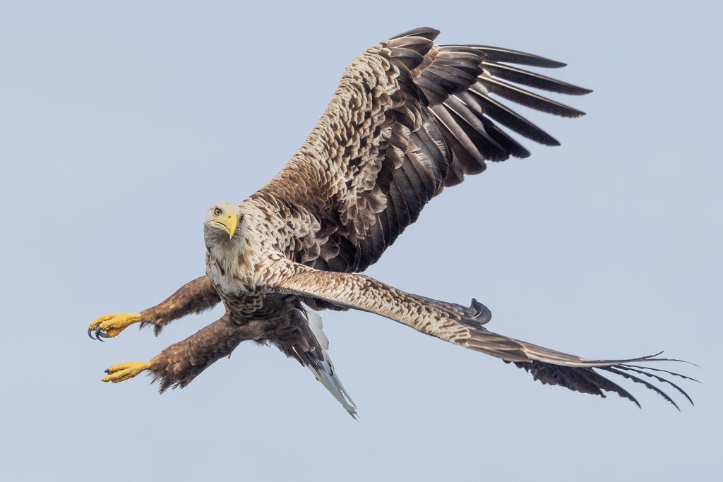 White-tailed eagle © Terhi Paavola