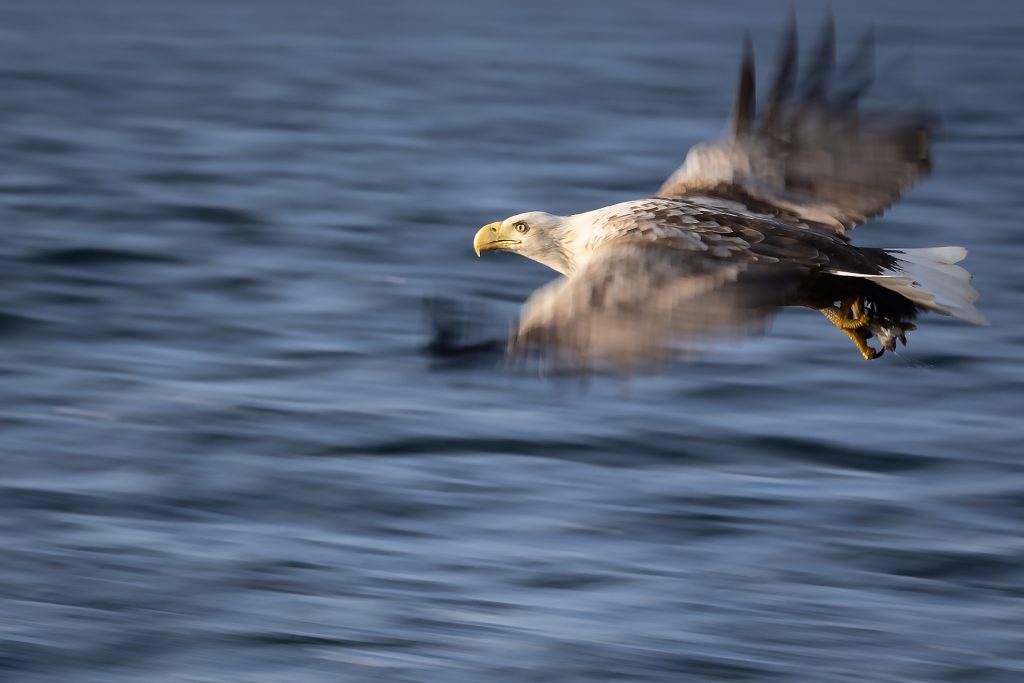 White-tailed eagle © Terhi Paavola