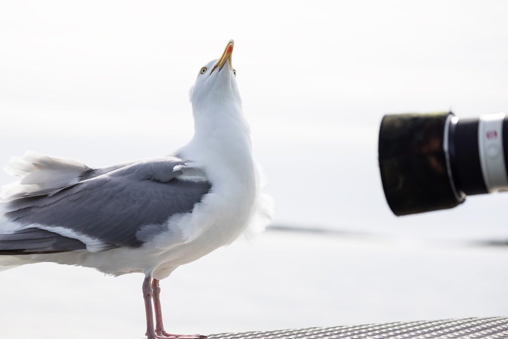 Gull © Terhi Paavola