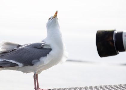 Wild by Nature -photo contest