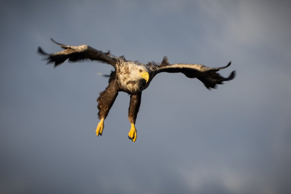 White-tailed eagle © Terhi Paavola