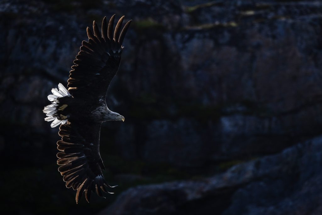 White-tailed eagle © Terhi Paavola