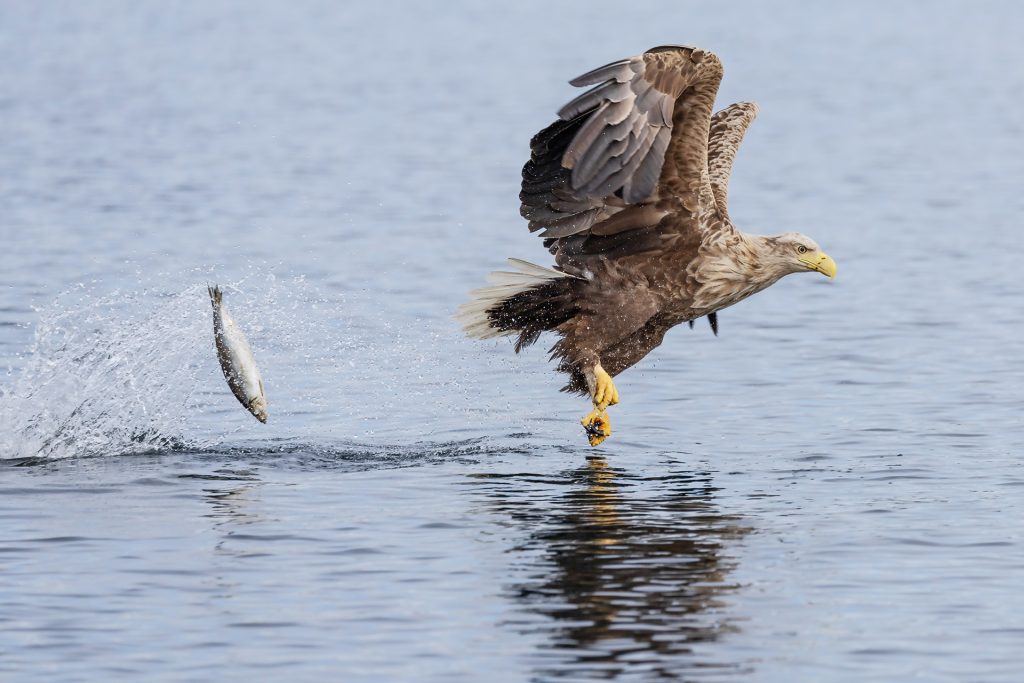 White-tailed eagle © Terhi Paavola