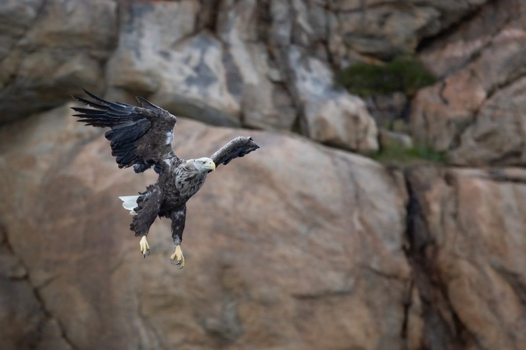White-tailed eagle © Terhi Paavola
