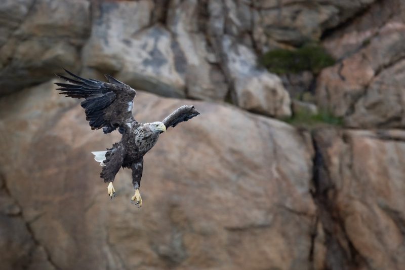 White-tailed eagle © Terhi Paavola