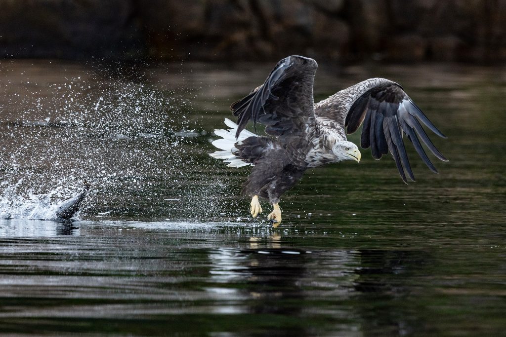 White-tailed eagle © Terhi Paavola