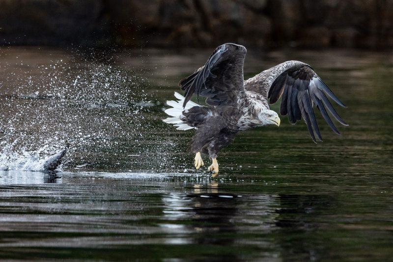 White-tailed eagle © Terhi Paavola