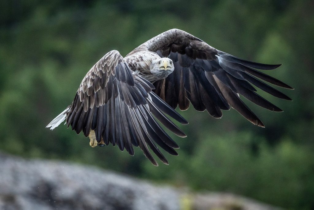 White-tailed eagle © Terhi Paavola