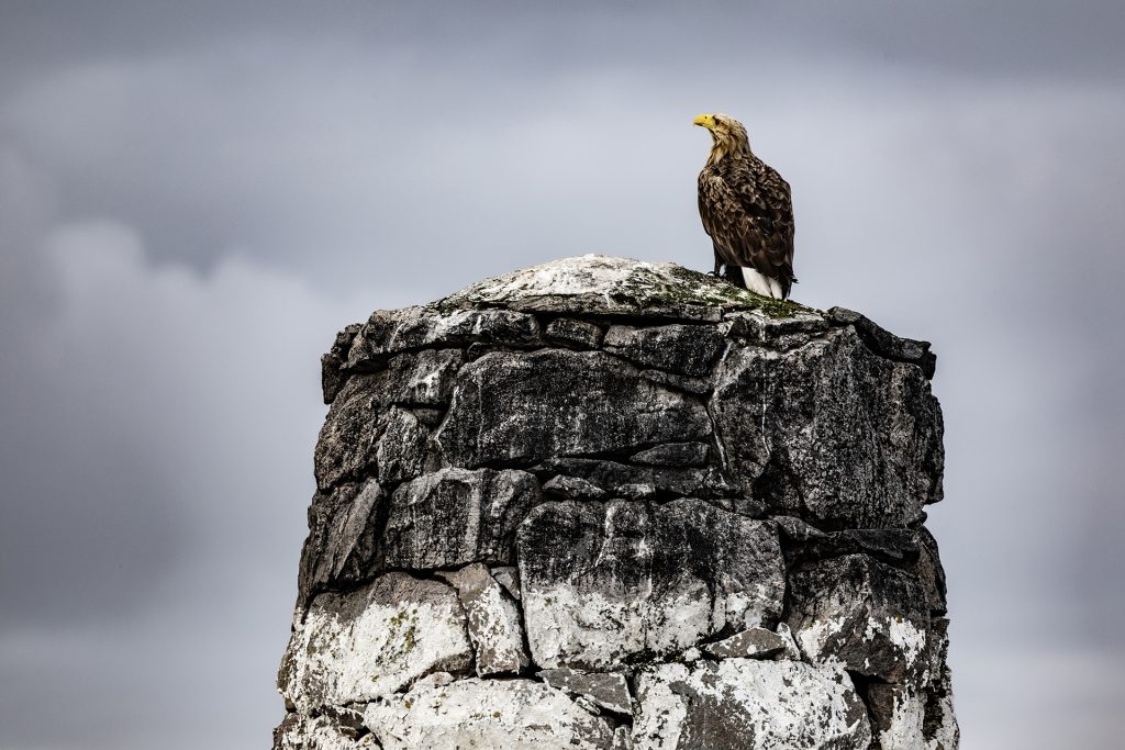 White-tailed eagle © Terhi Paavola