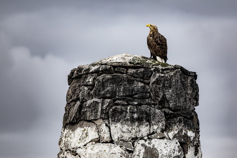 White-tailed eagle © Terhi Paavola