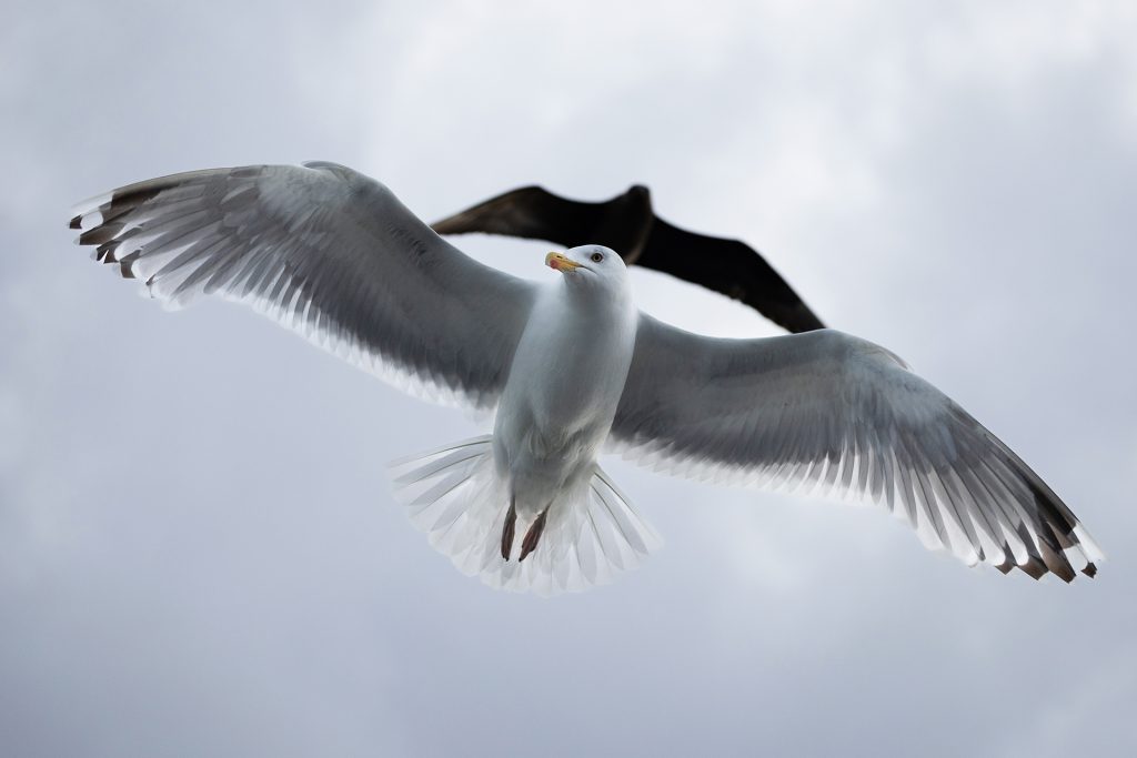 Arctic Skua & gull © Terhi Paavola