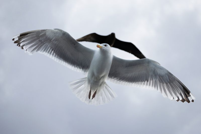 Arctic Skua & gull © Terhi Paavola