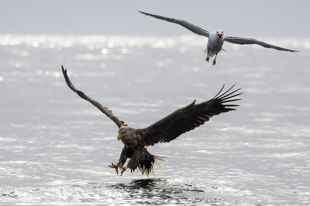White-tailed eagle © Terhi Paavola