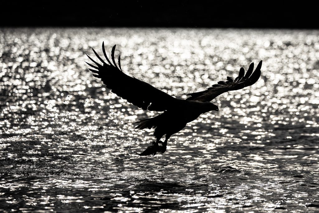 White-tailed eagle © Terhi Paavola