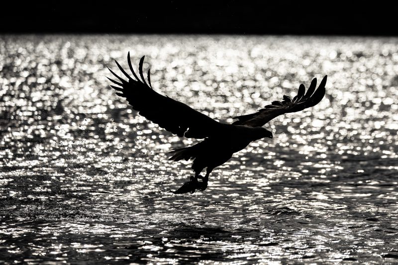 White-tailed eagle © Terhi Paavola