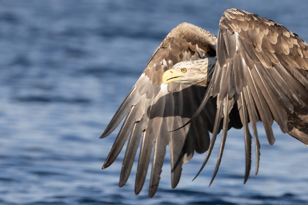 White-tailed eagle © Terhi Paavola