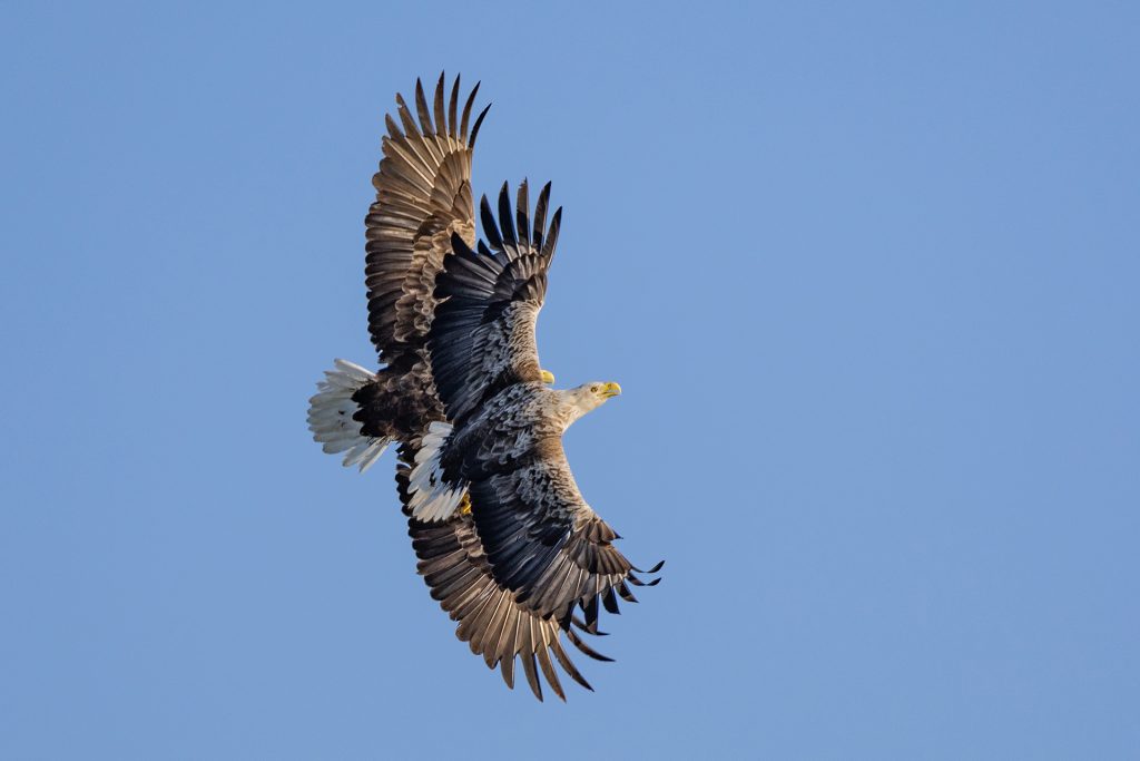 White-tailed eagle © Terhi Paavola