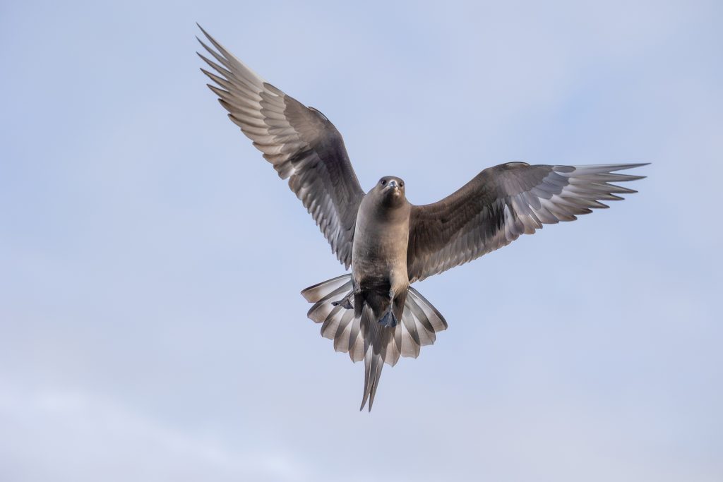 Arctic Skua © Terhi Paavola