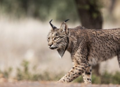 Iberian Lynx