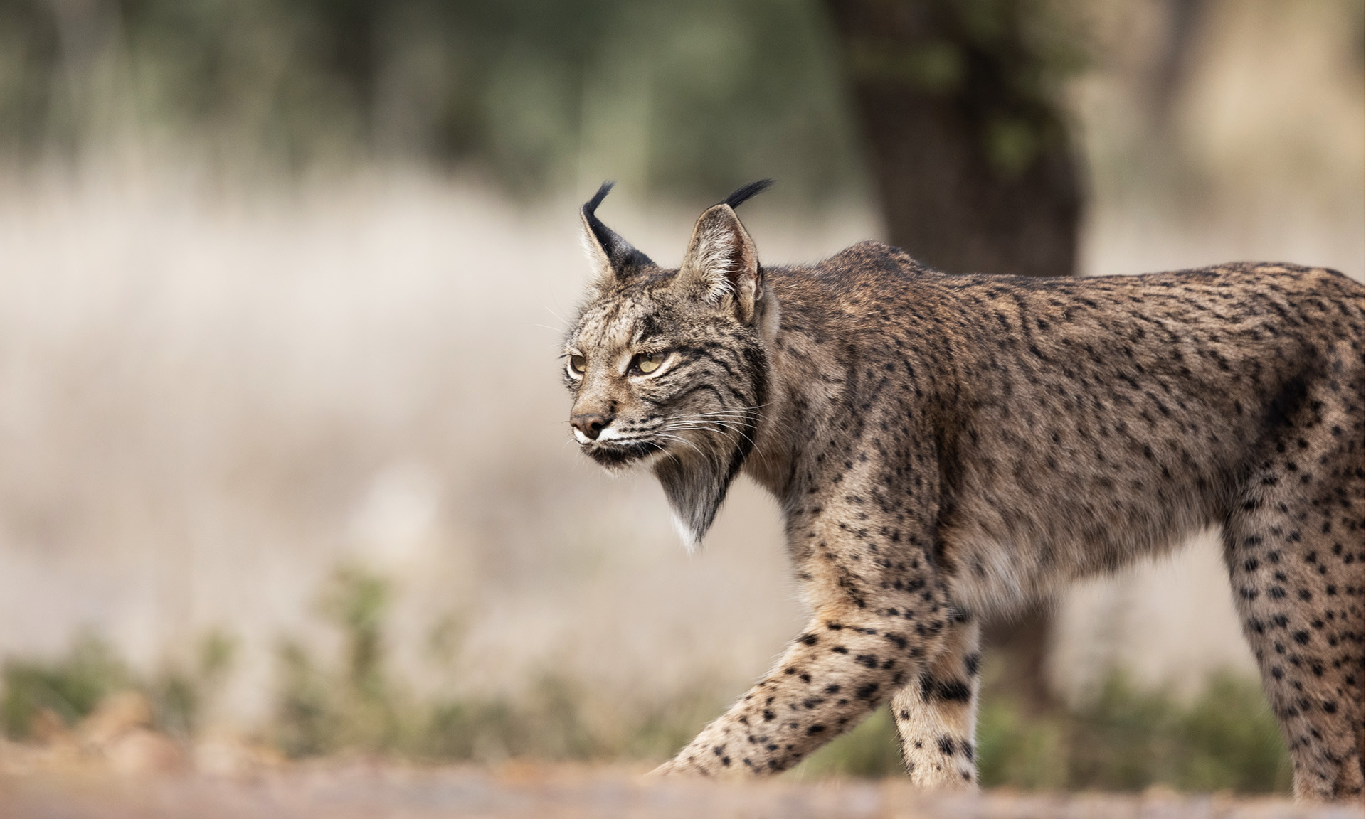 Iberian Lynx – Protecting Through Photography