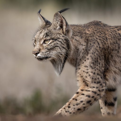 Terhi Paavola’s Iberia collection