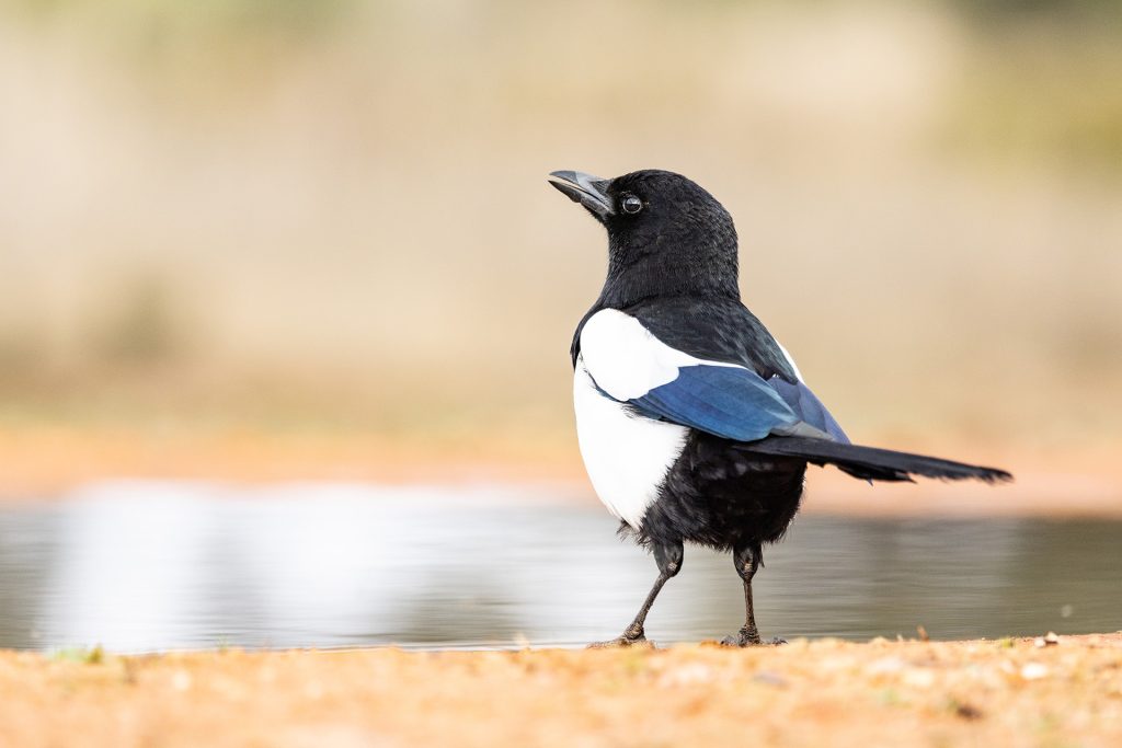Magpie