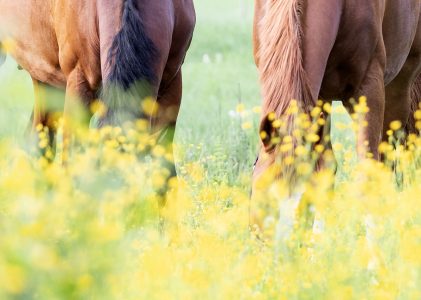 Domestic Animals Category