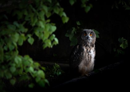 Wild by Nature Photo Contest Rules