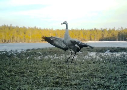 Arvi Tyni’s crane collection