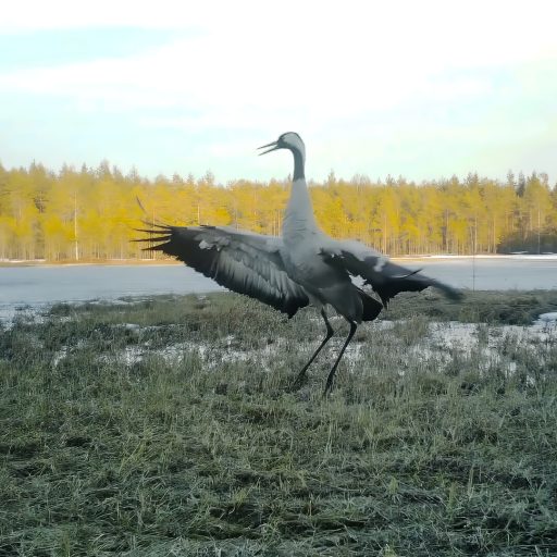 Arvi Tyni’s crane collection