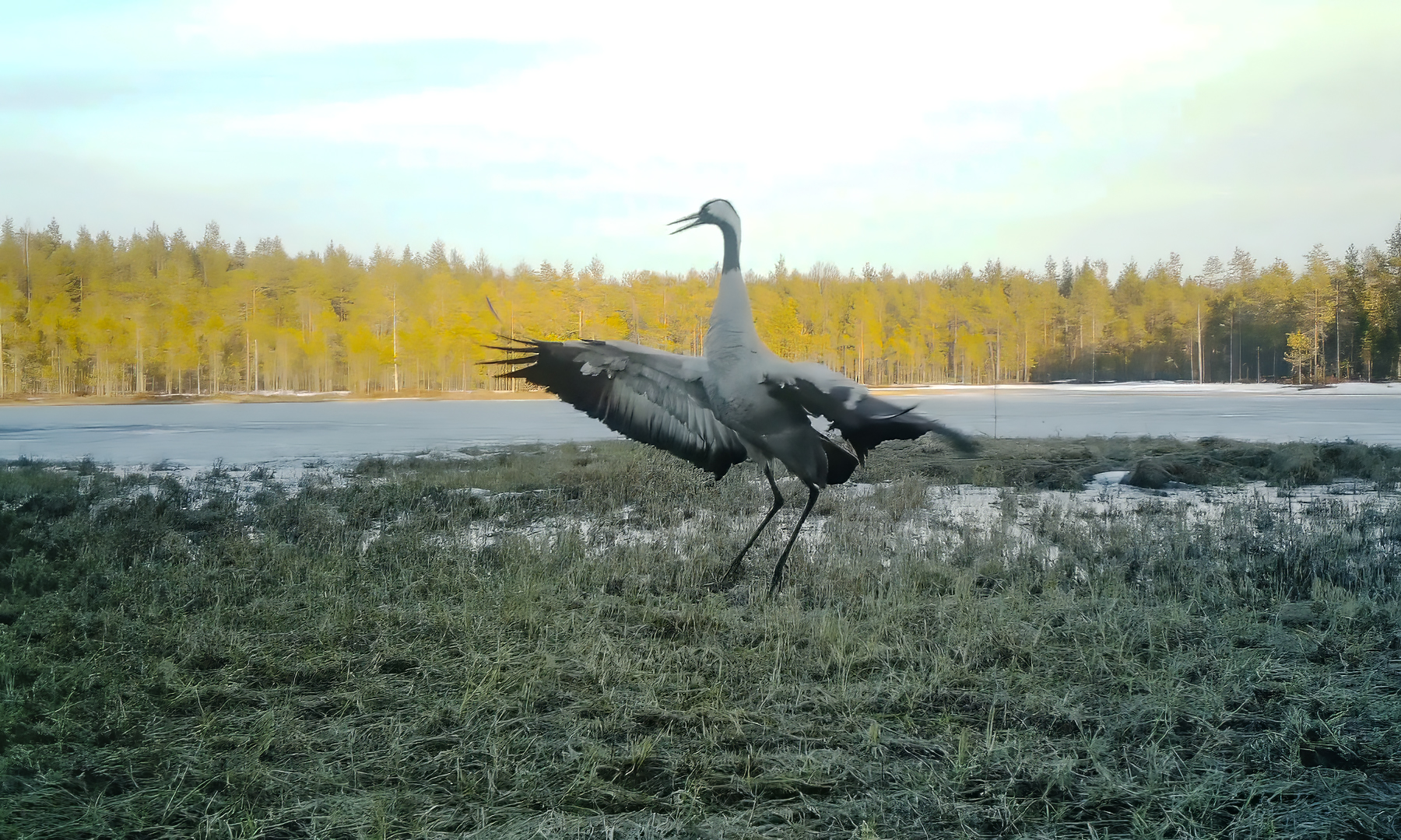 Arvi Tyni’s crane collection