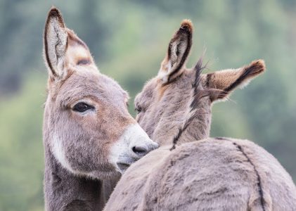 Wild by Nature Domestic Submissions