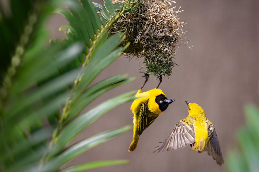 Mia Surakka's Zimanga Birds