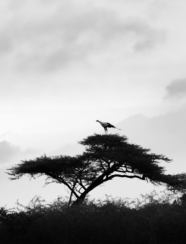 Mia Surakka's Zimanga Birds