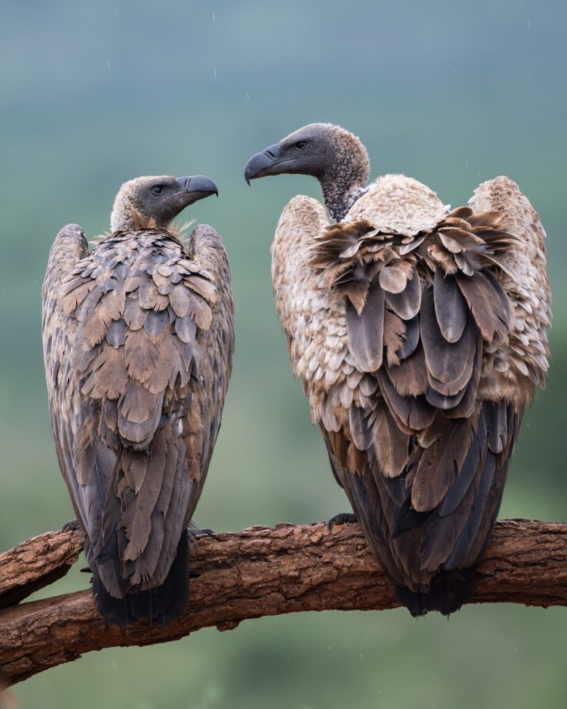 Mia Surakka's Zimanga Birds
