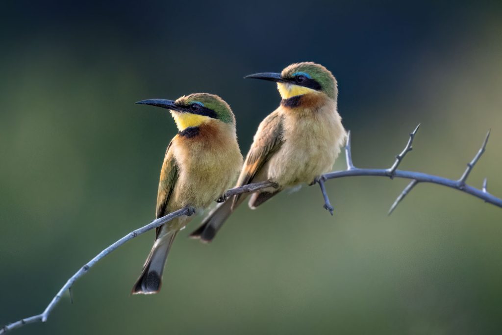 Mia Surakka's Zimanga Birds