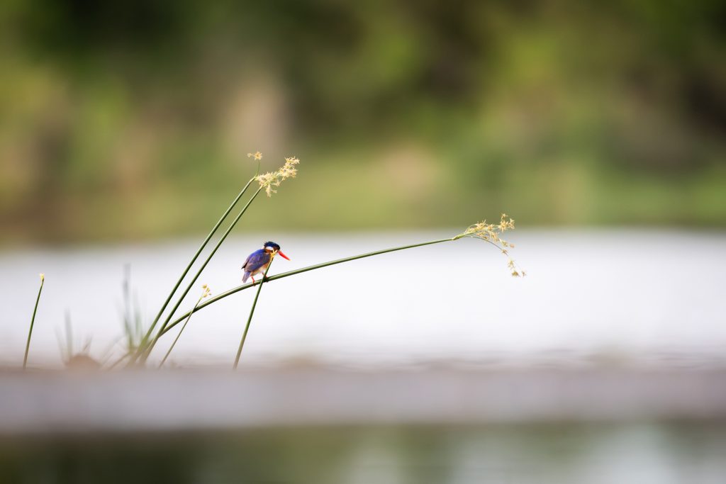 Mia Surakka's Zimanga Birds