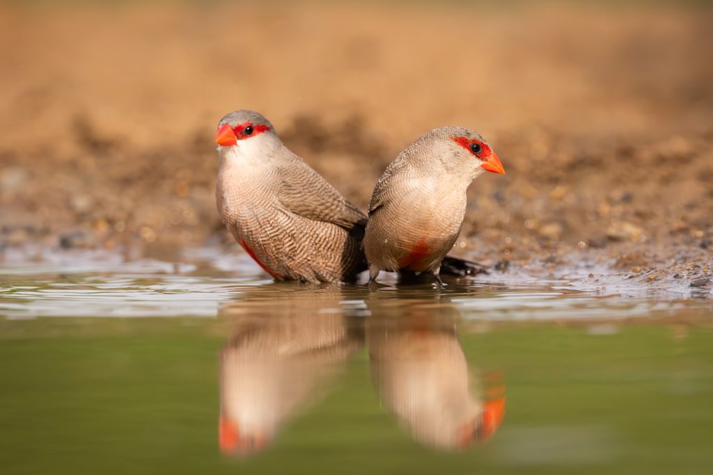 Mia Surakka's Zimanga Birds