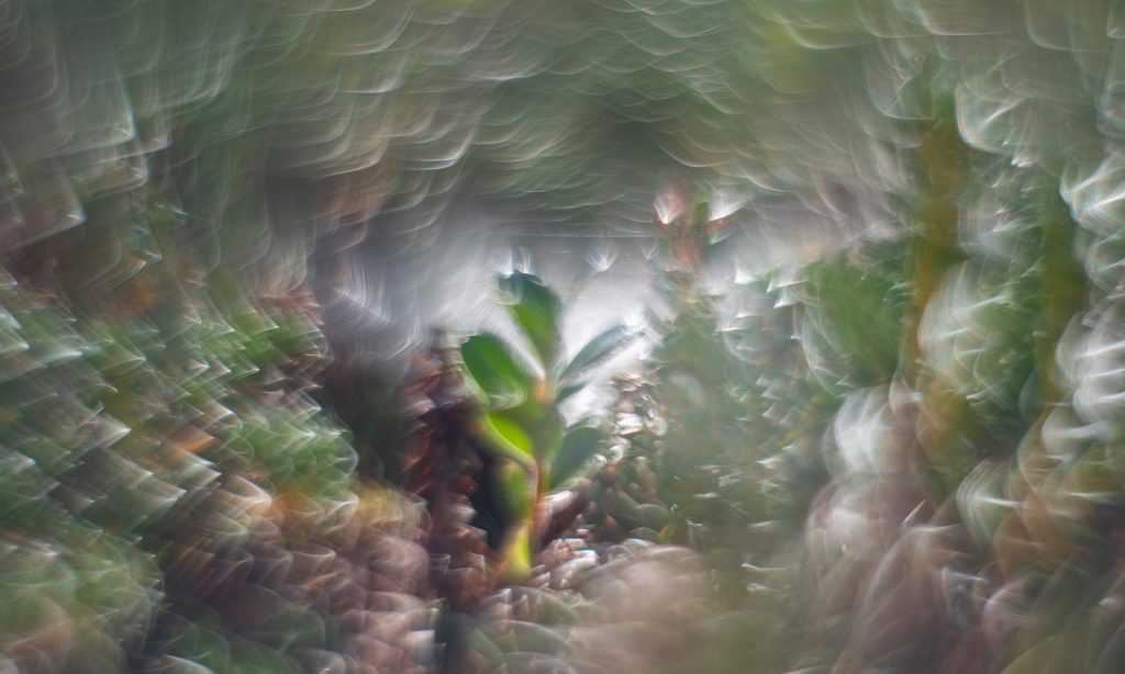 Kaisa Sirén’s My Moment as an Ant