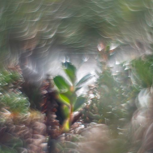 Kaisa Sirén’s My Moment as an Ant collection