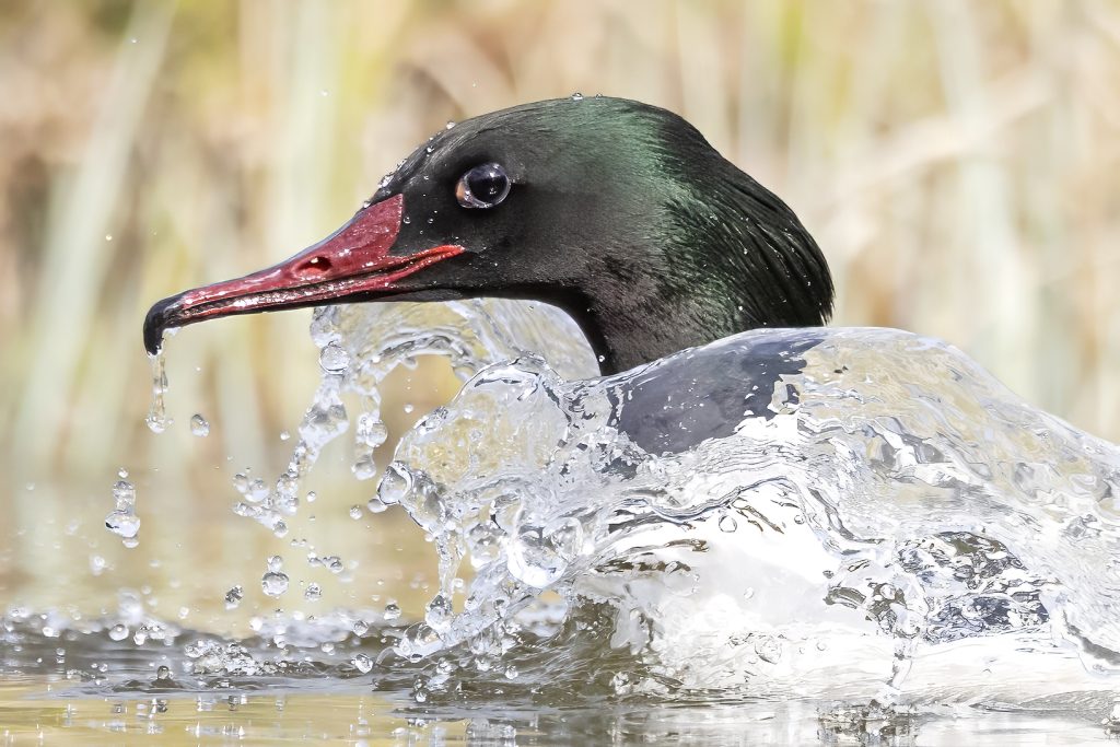 common merganser