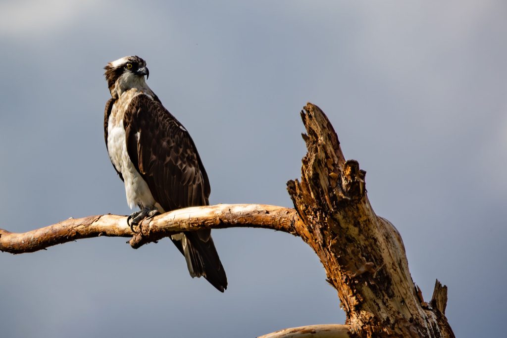 Osprey