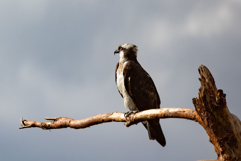 Osprey