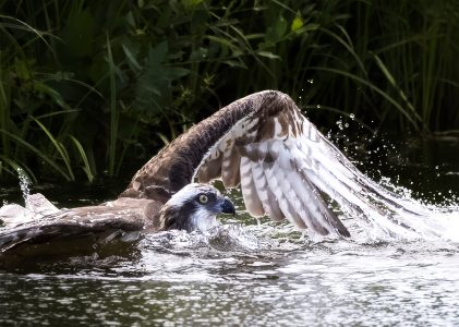 Chasing the Perfect Osprey Photo