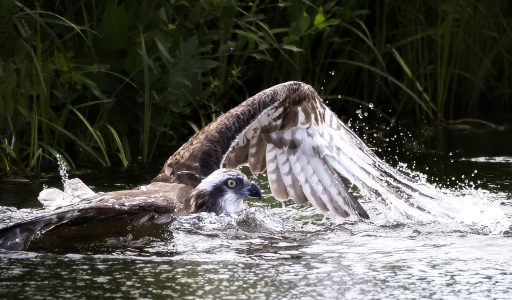 Osprey