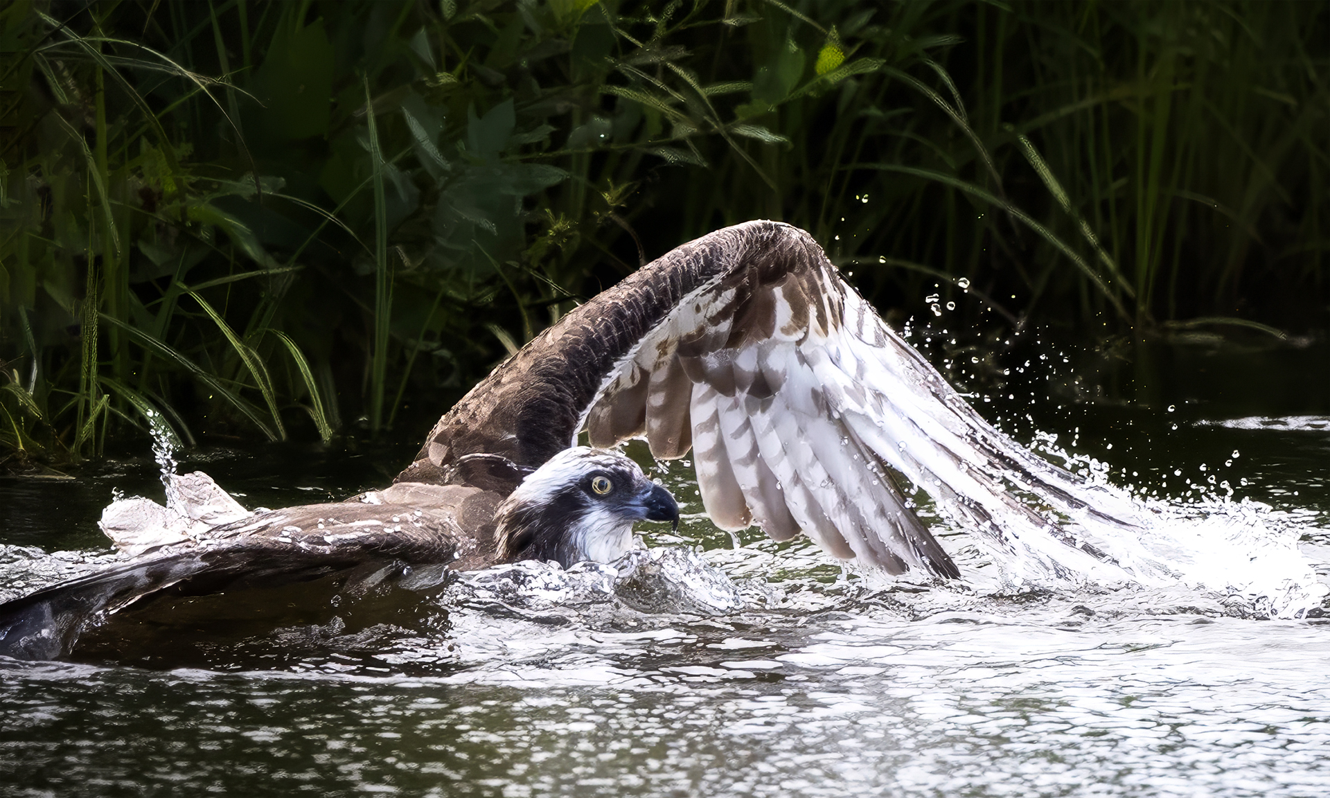 Chasing the Perfect Osprey Photo